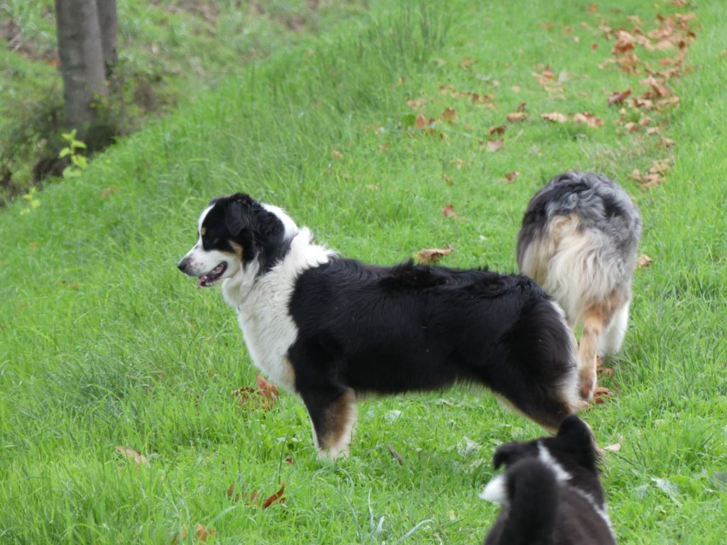 chiot Berger Australien De La Voie Domitienne