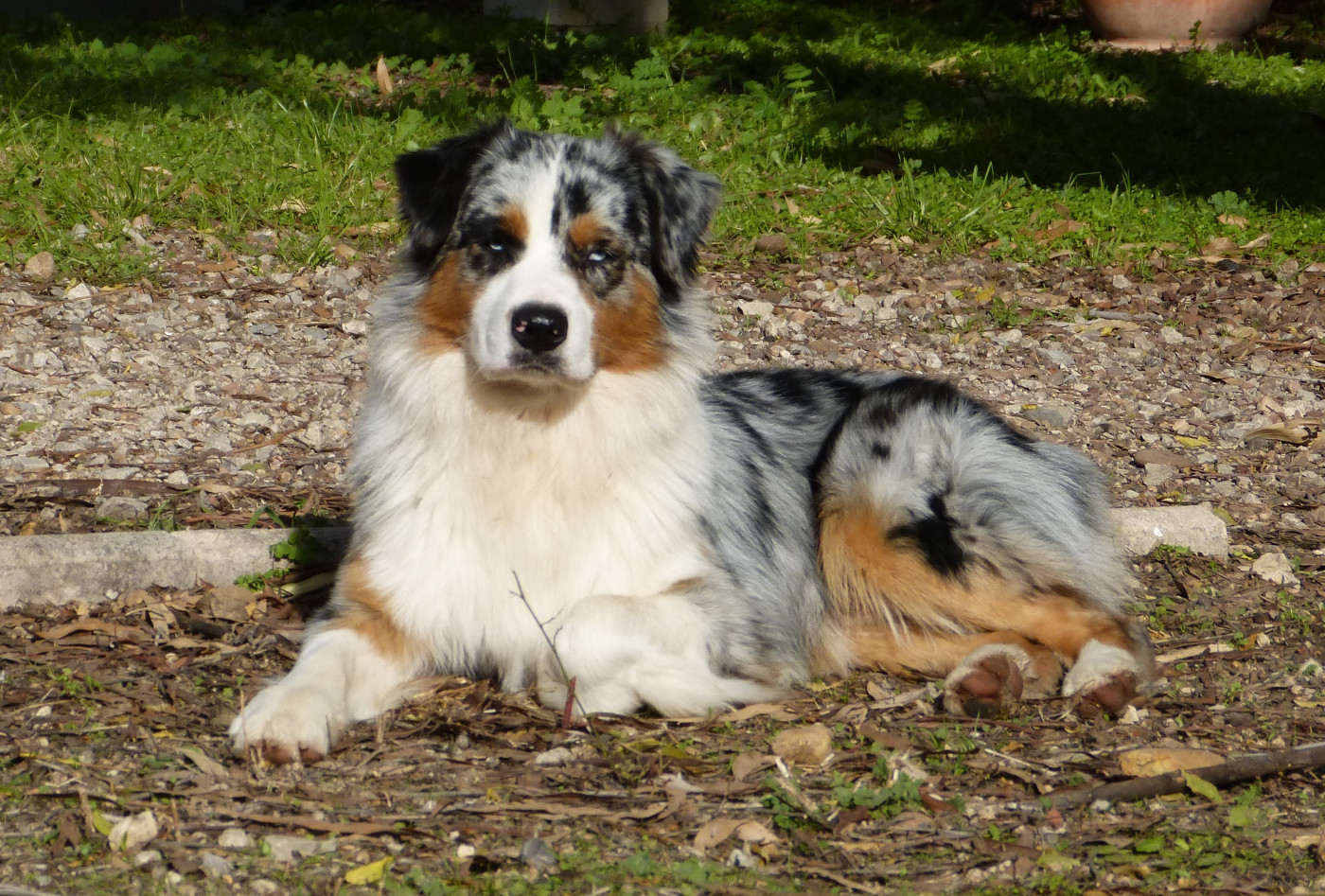 Chiot Berger Australien De La Voie Domitienne