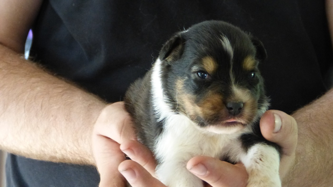 De La Voie Domitienne - Chiots disponibles - Berger Australien