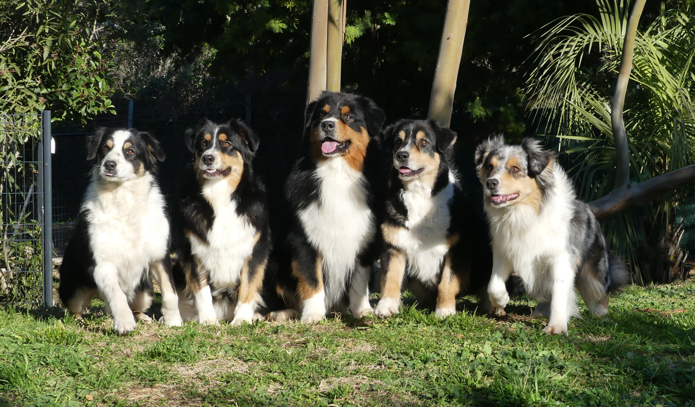 Chiot Berger Australien De La Voie Domitienne