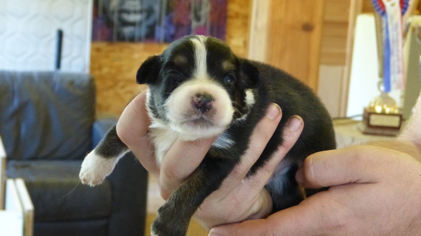 De La Voie Domitienne - Chiots disponibles - Berger Australien