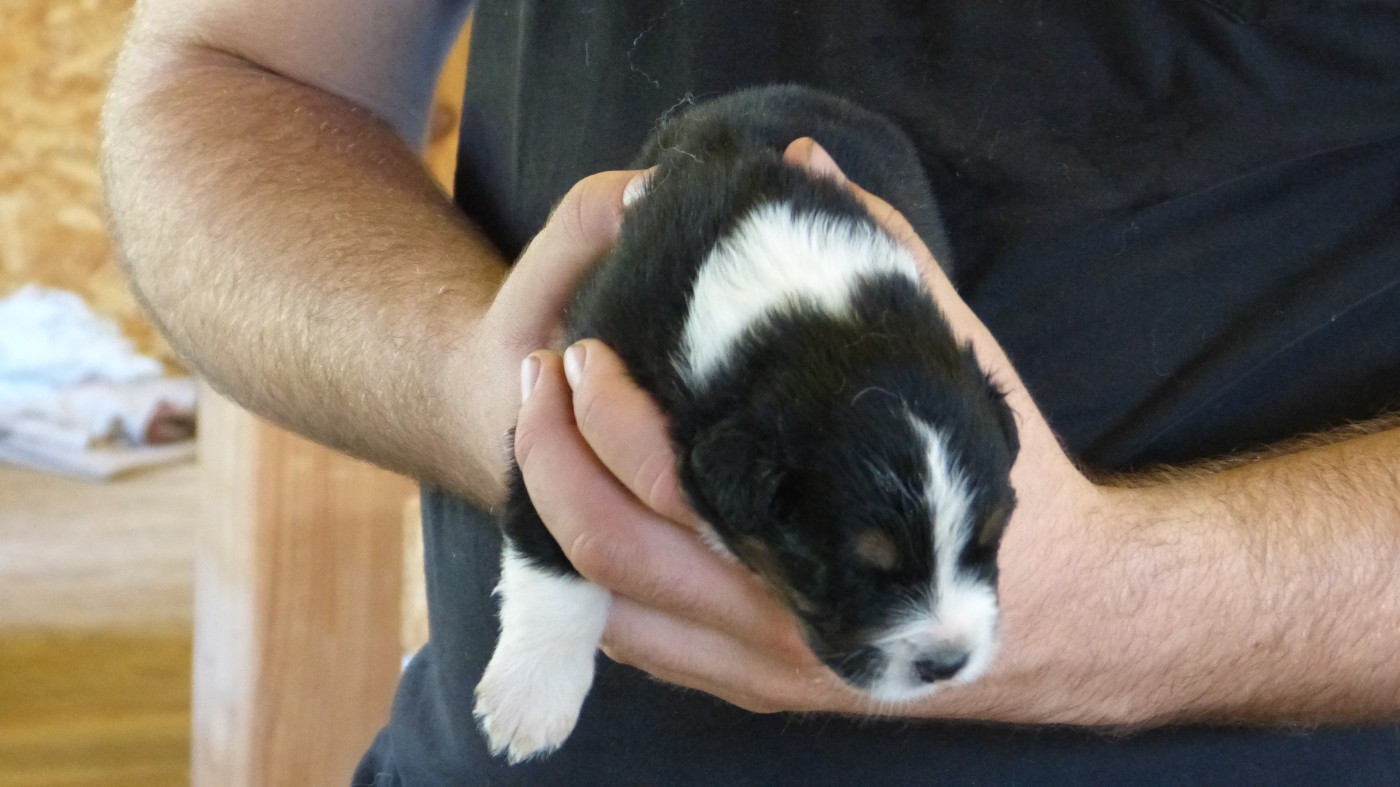 De La Voie Domitienne - Chiots disponibles - Berger Australien