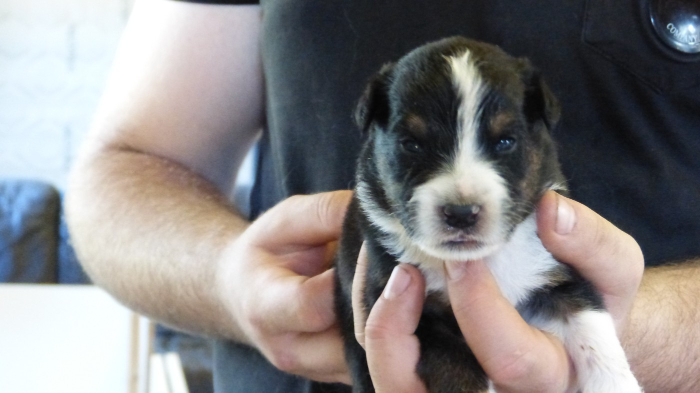 De La Voie Domitienne - Chiots disponibles - Berger Australien