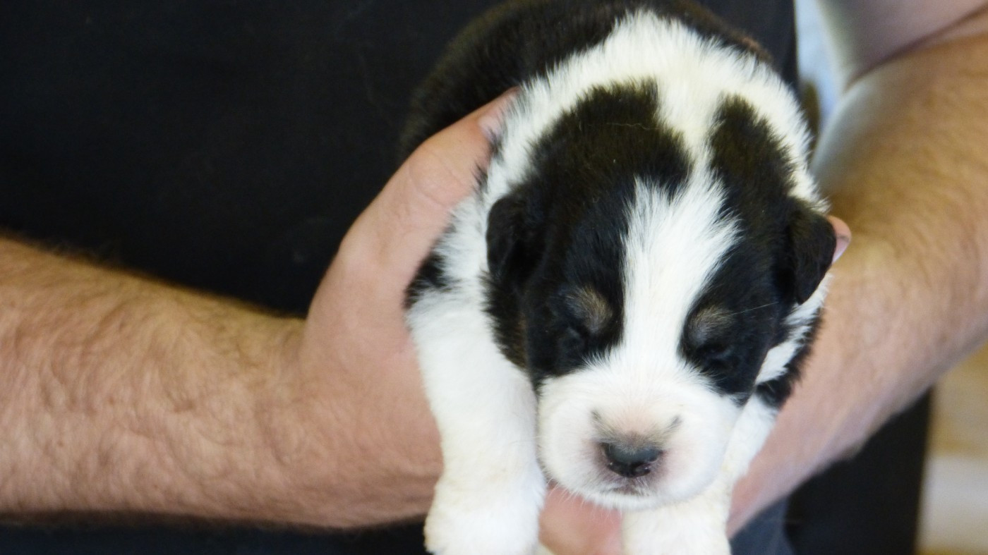 De La Voie Domitienne - Chiots disponibles - Berger Australien