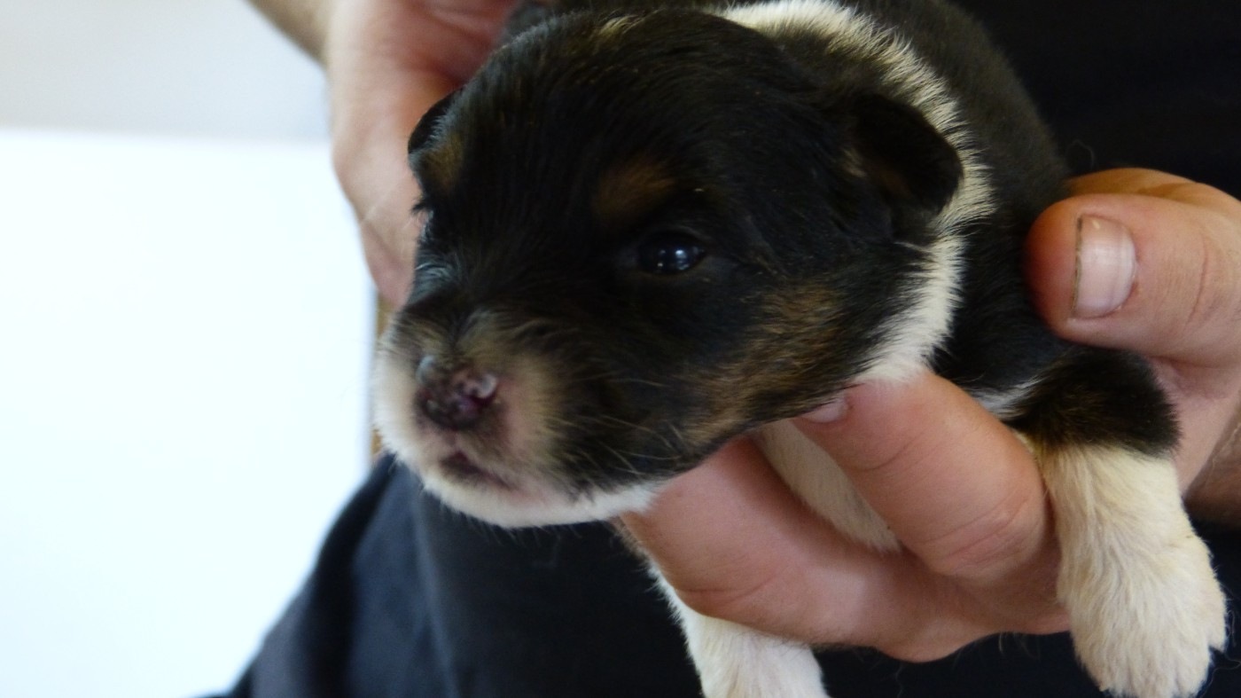 De La Voie Domitienne - Chiots disponibles - Berger Australien