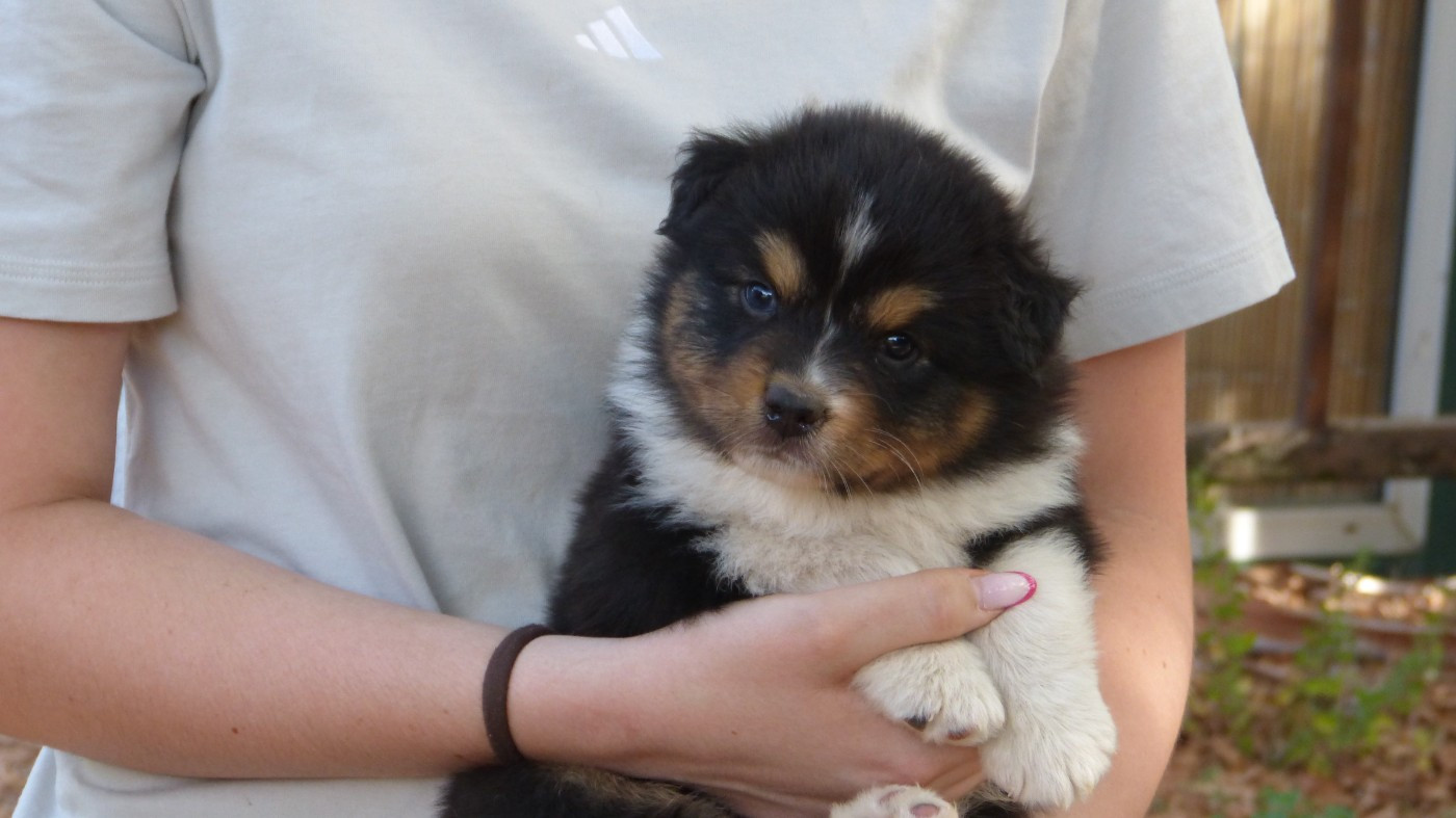 De La Voie Domitienne - Chiots disponibles - Berger Australien
