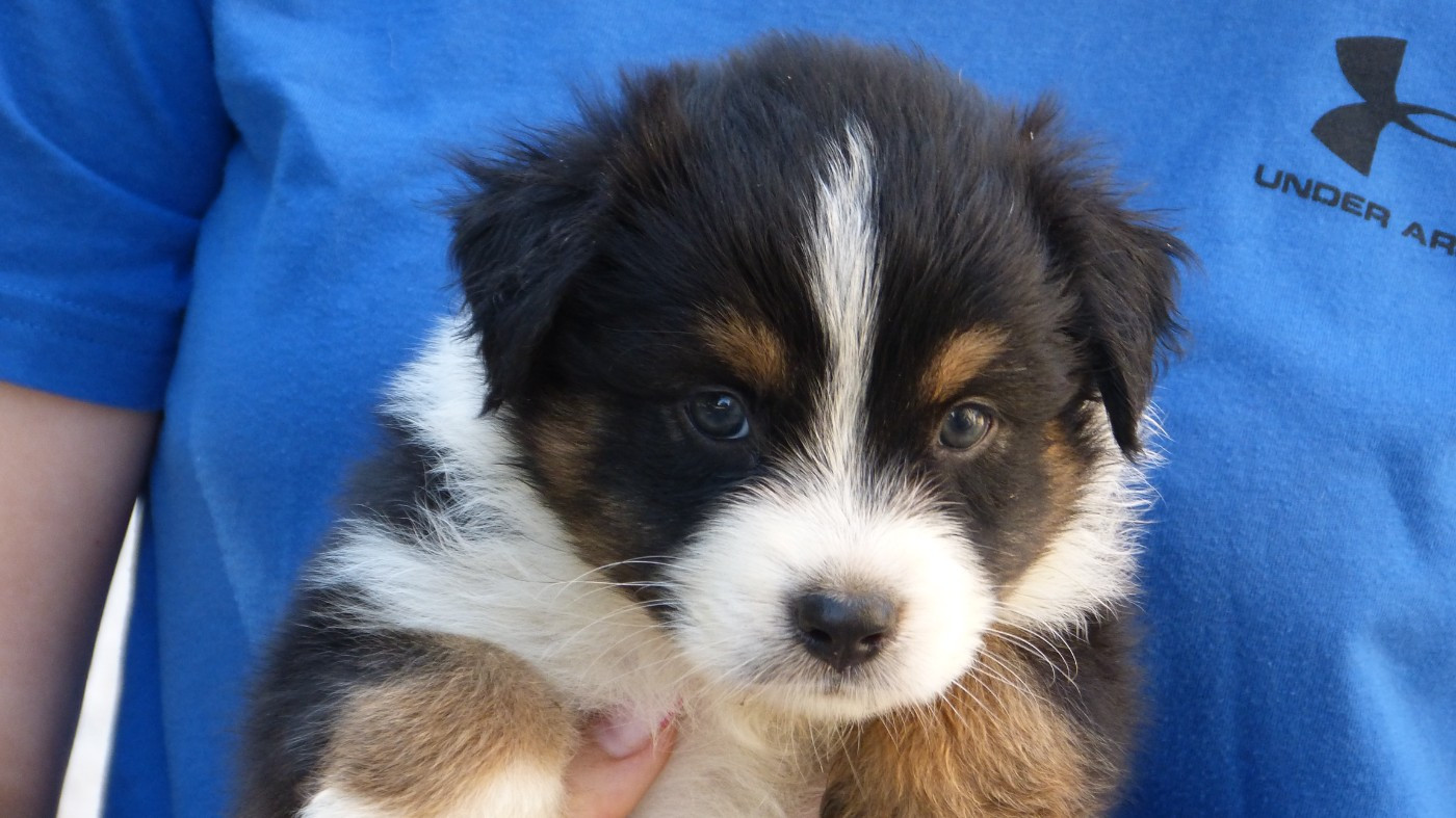 De La Voie Domitienne - Chiots disponibles - Berger Australien