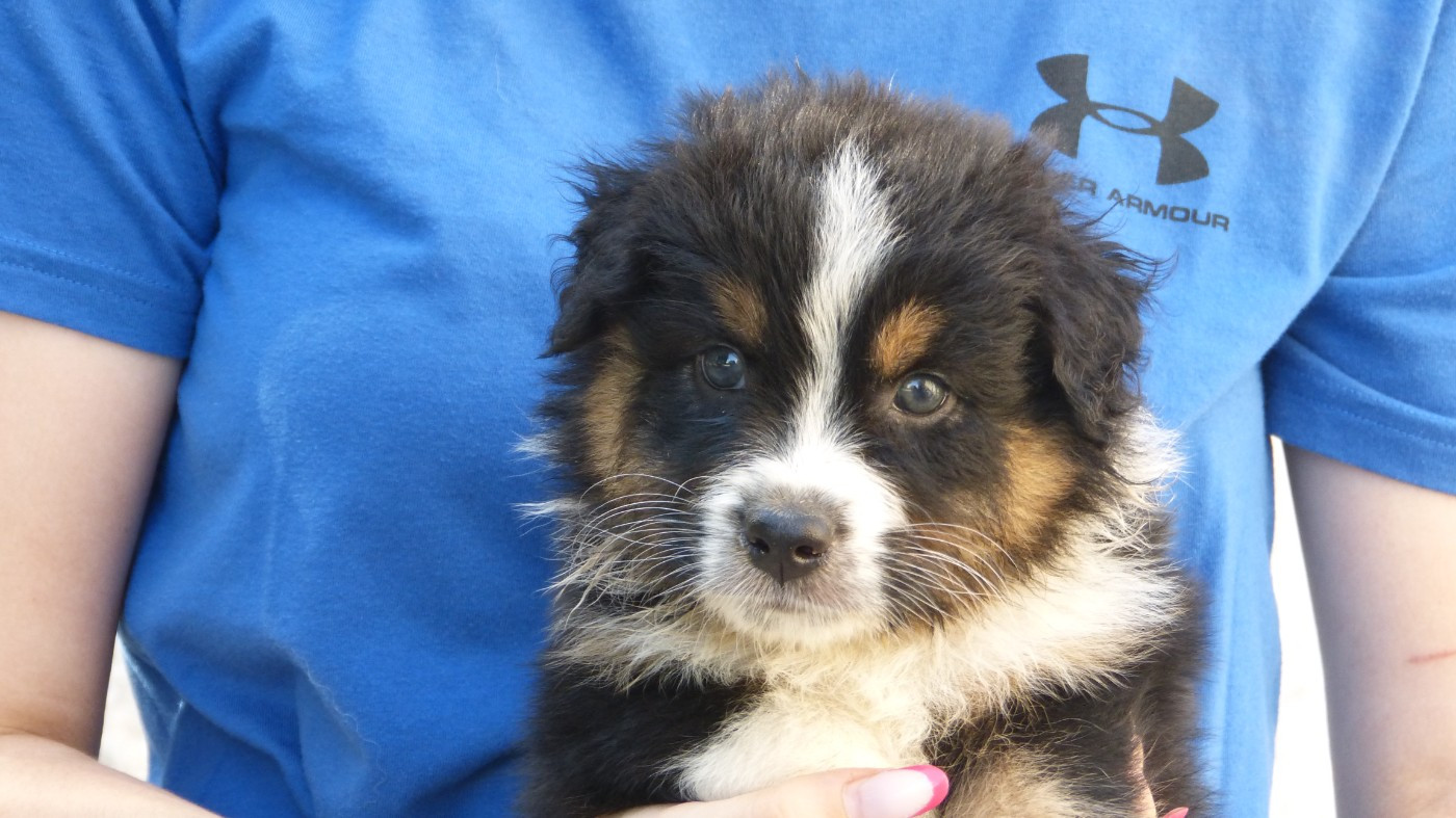 De La Voie Domitienne - Chiots disponibles - Berger Australien