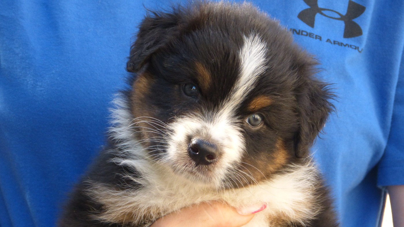De La Voie Domitienne - Chiots disponibles - Berger Australien