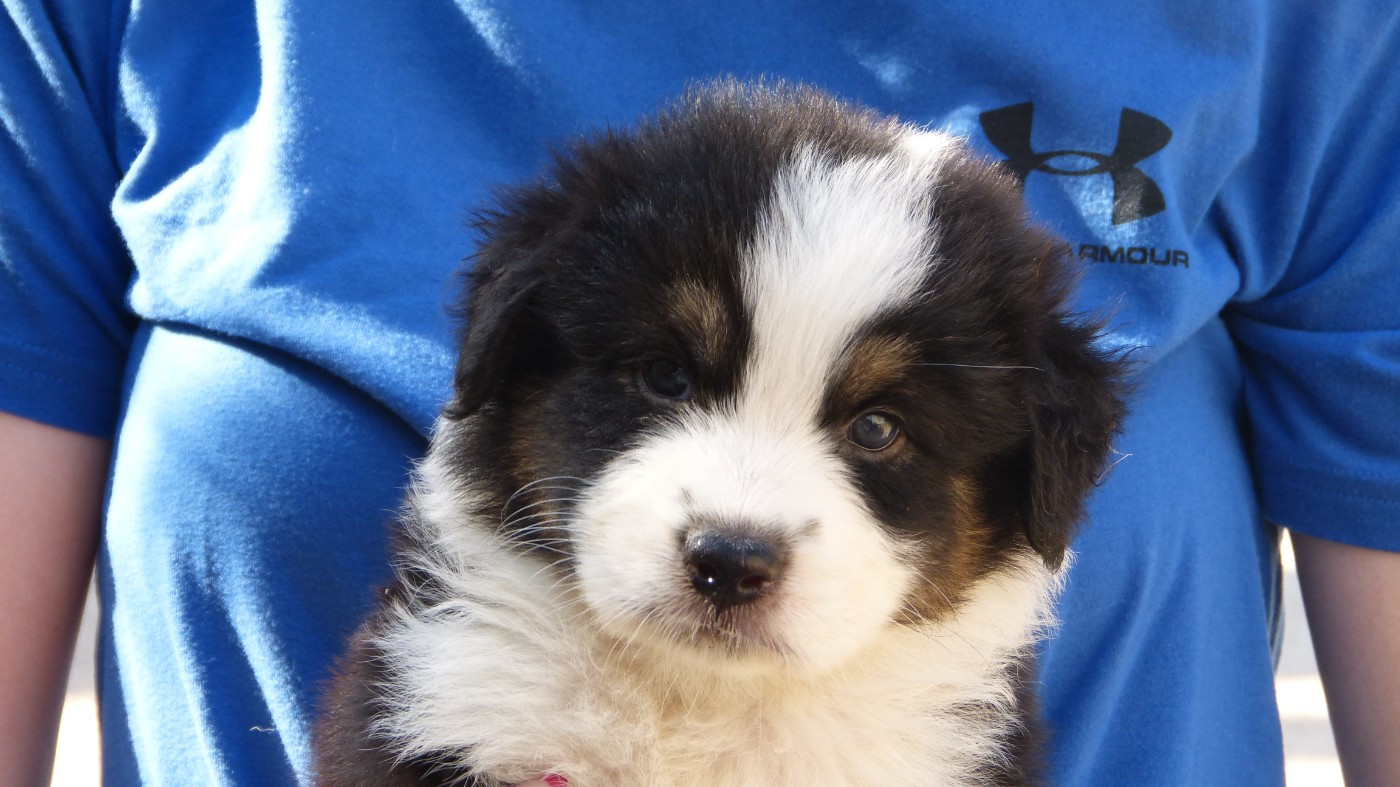 De La Voie Domitienne - Chiots disponibles - Berger Australien