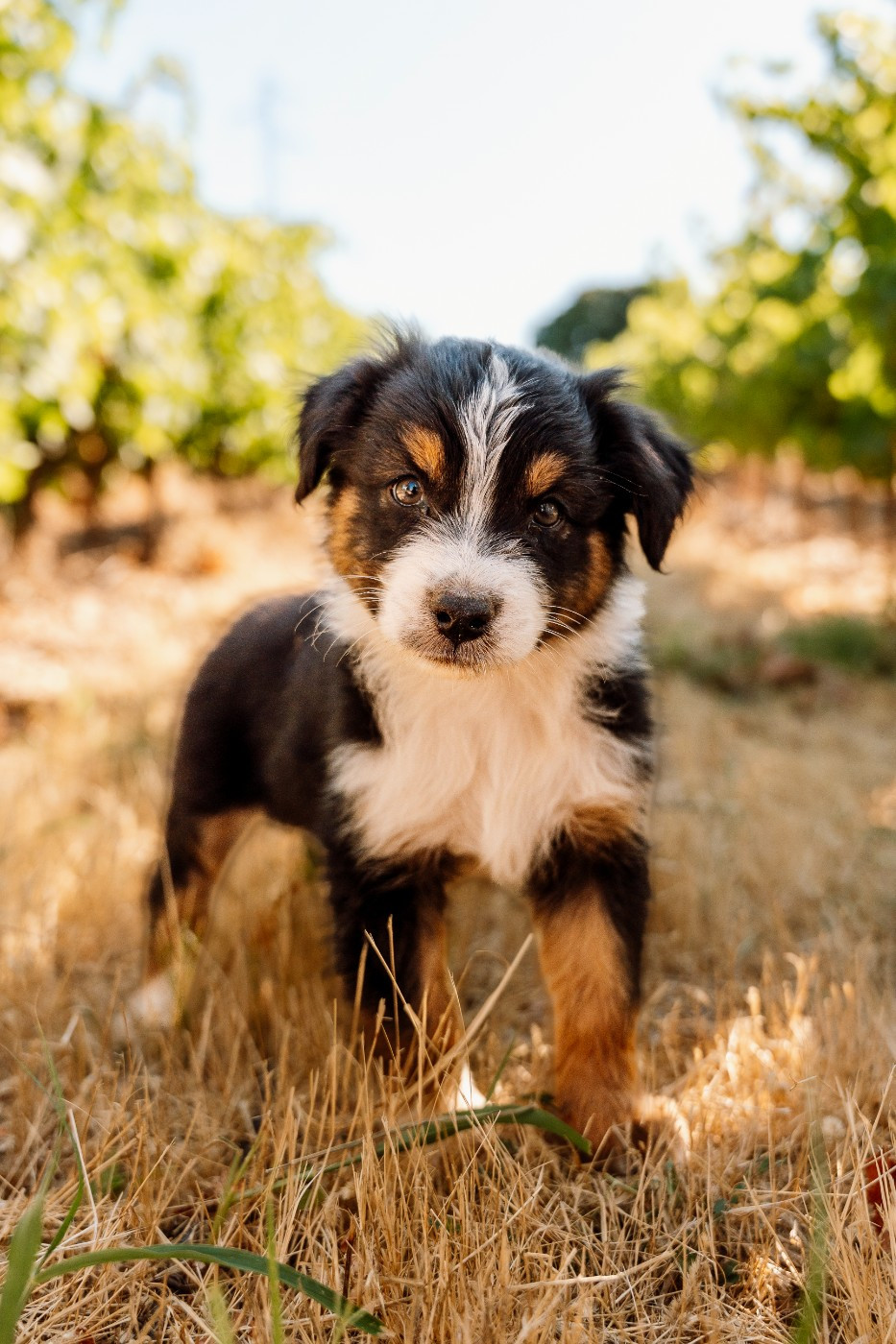 De La Voie Domitienne - Chiots disponibles - Berger Australien