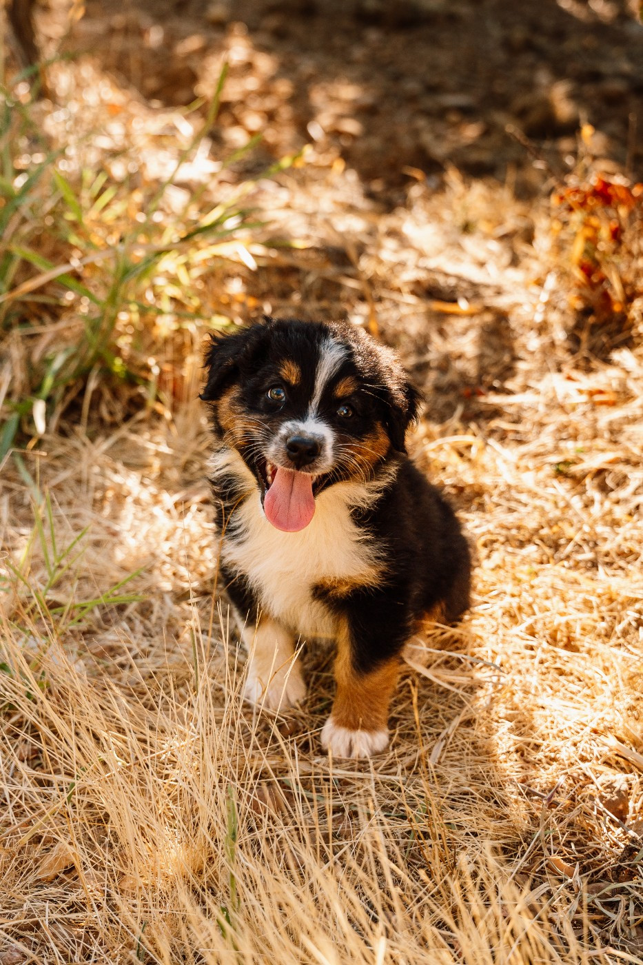 De La Voie Domitienne - Chiots disponibles - Berger Australien