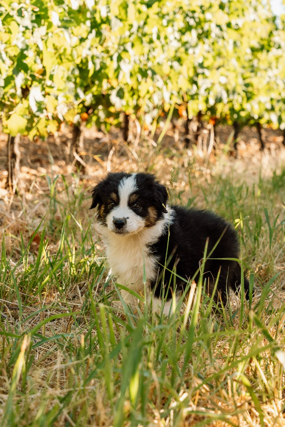 De La Voie Domitienne - Chiots disponibles - Berger Australien