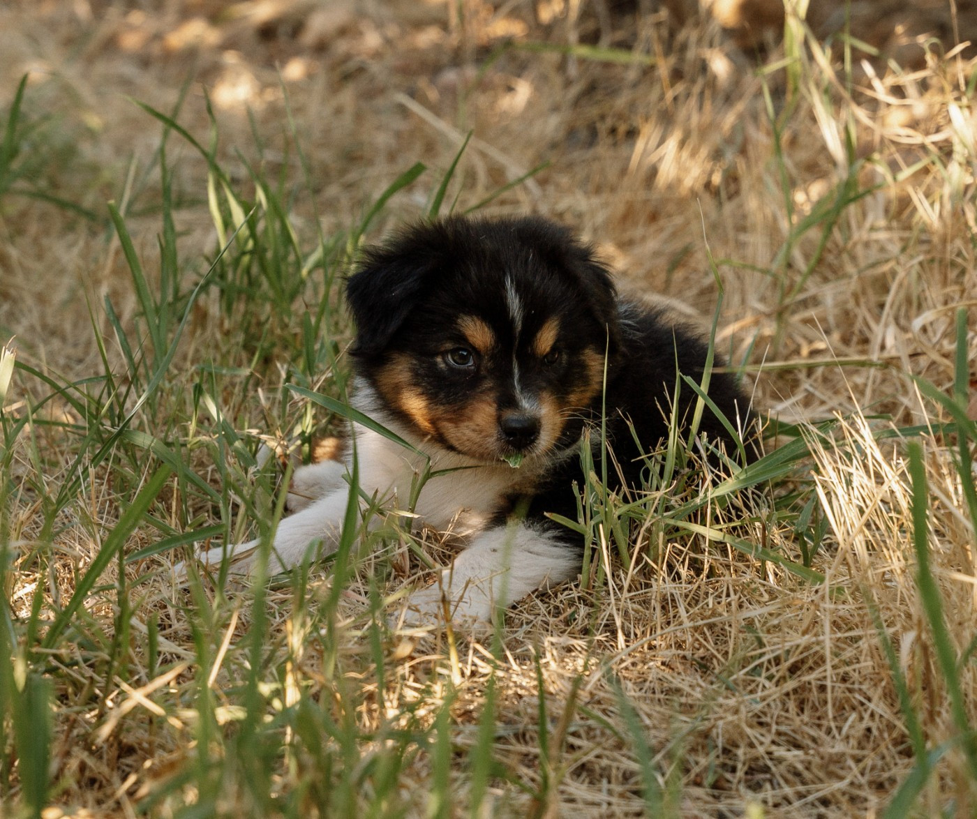 De La Voie Domitienne - Chiots disponibles - Berger Australien