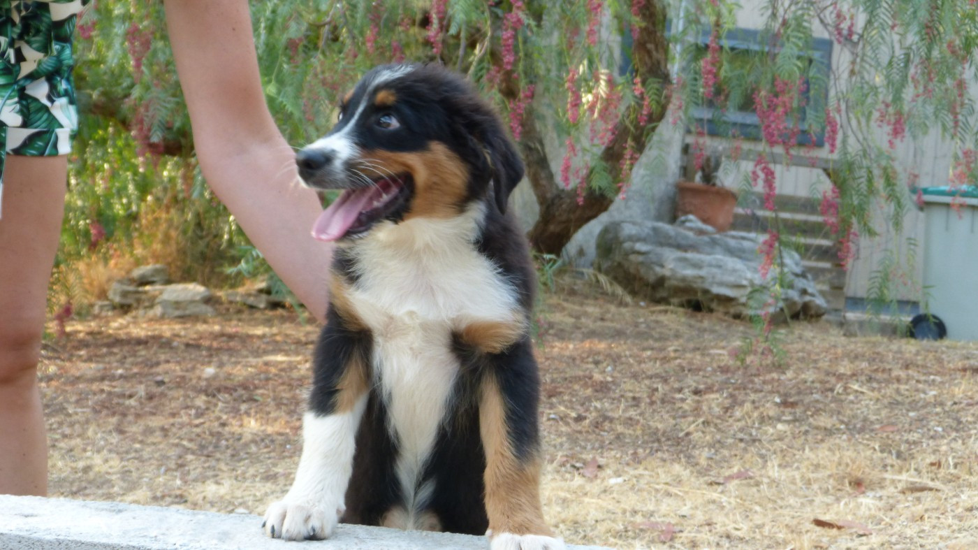 De La Voie Domitienne - Chiots disponibles - Berger Australien