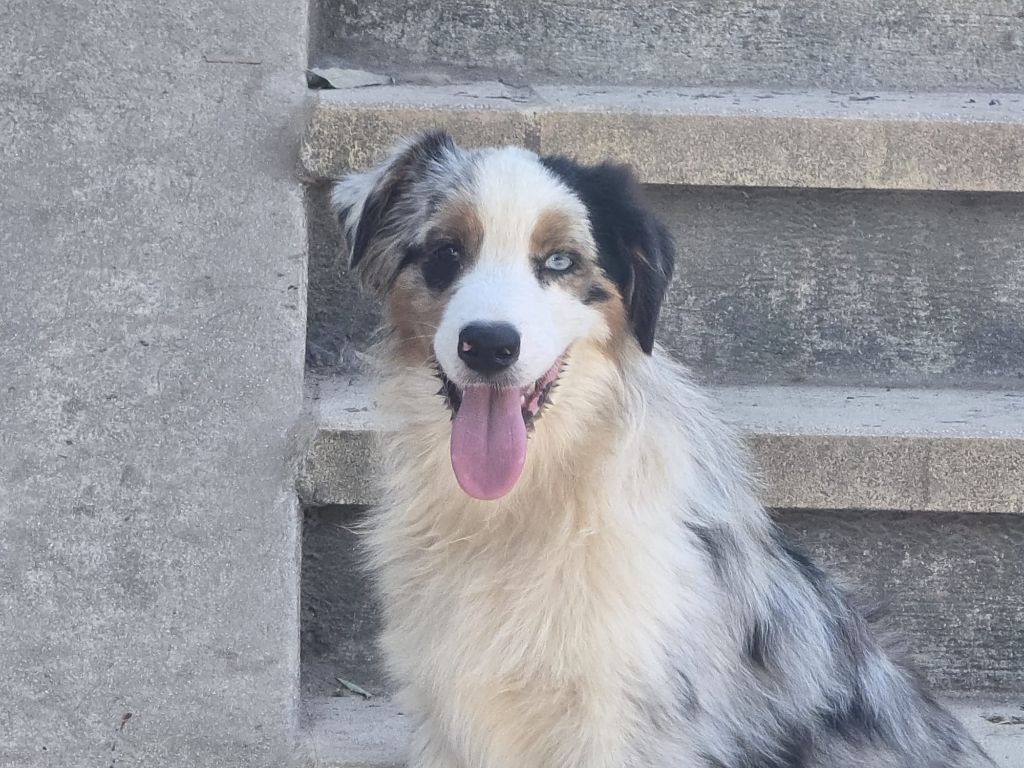 De La Voie Domitienne - Chiots disponibles - Berger Australien