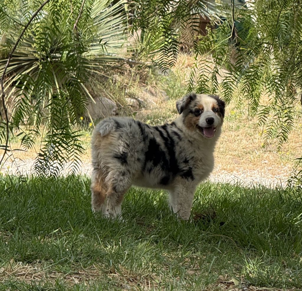 De La Voie Domitienne - Chiots disponibles - Berger Australien