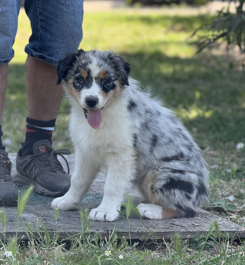 De La Voie Domitienne - Chiots disponibles - Berger Australien